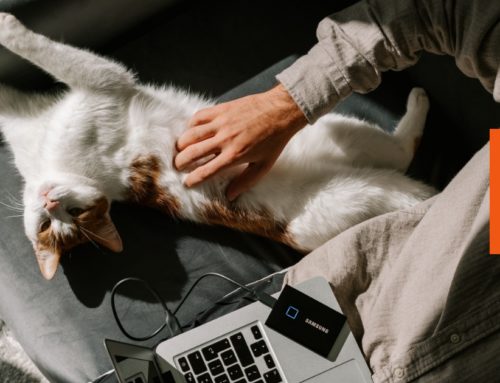 Empresa Pet Friendly: Vantagens de ter pets no ambiente de trabalho